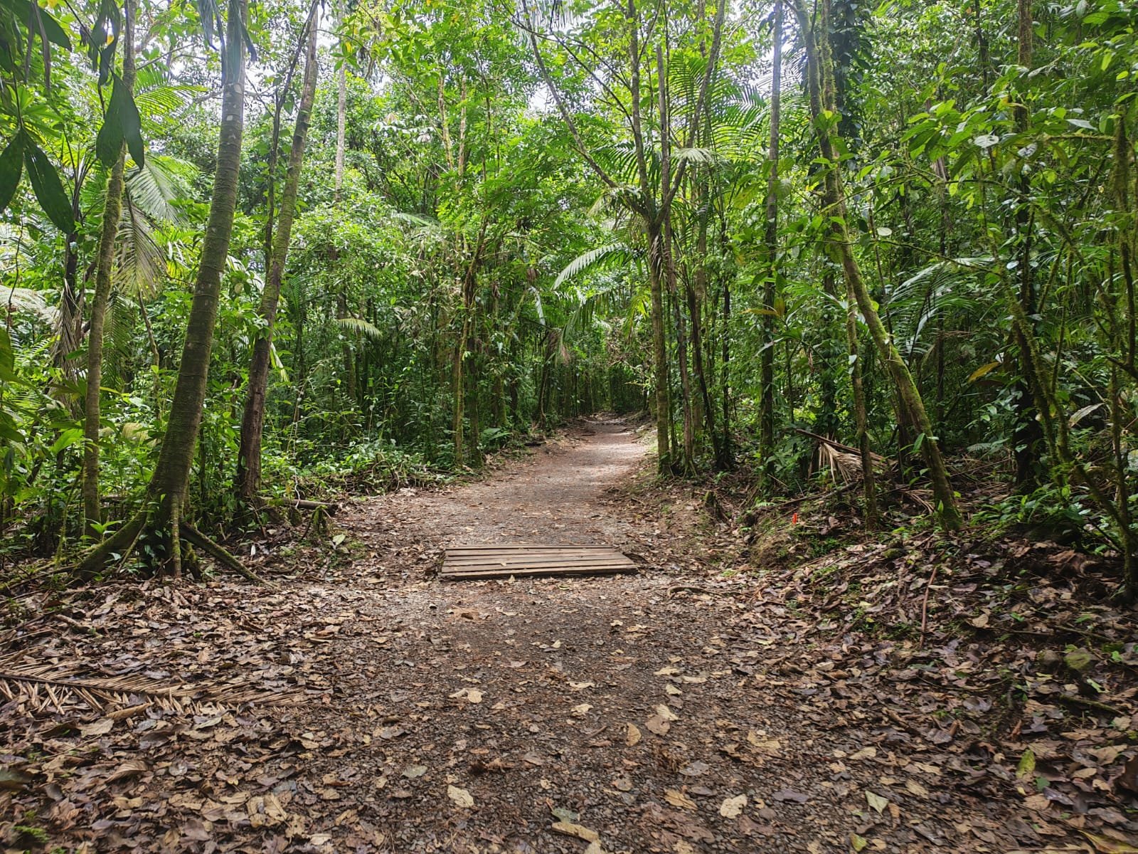 Sendero de la Caminata al Río Celeste