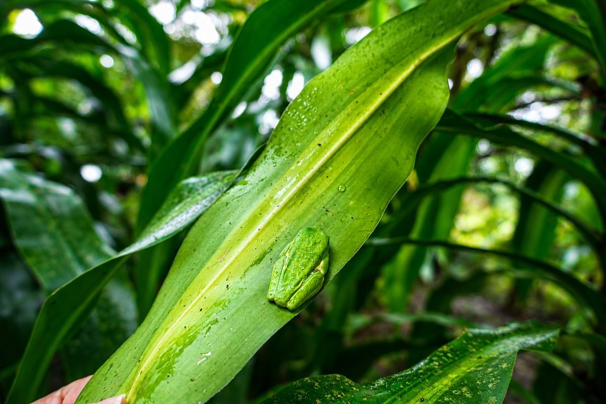 Rana en Laguna Verde