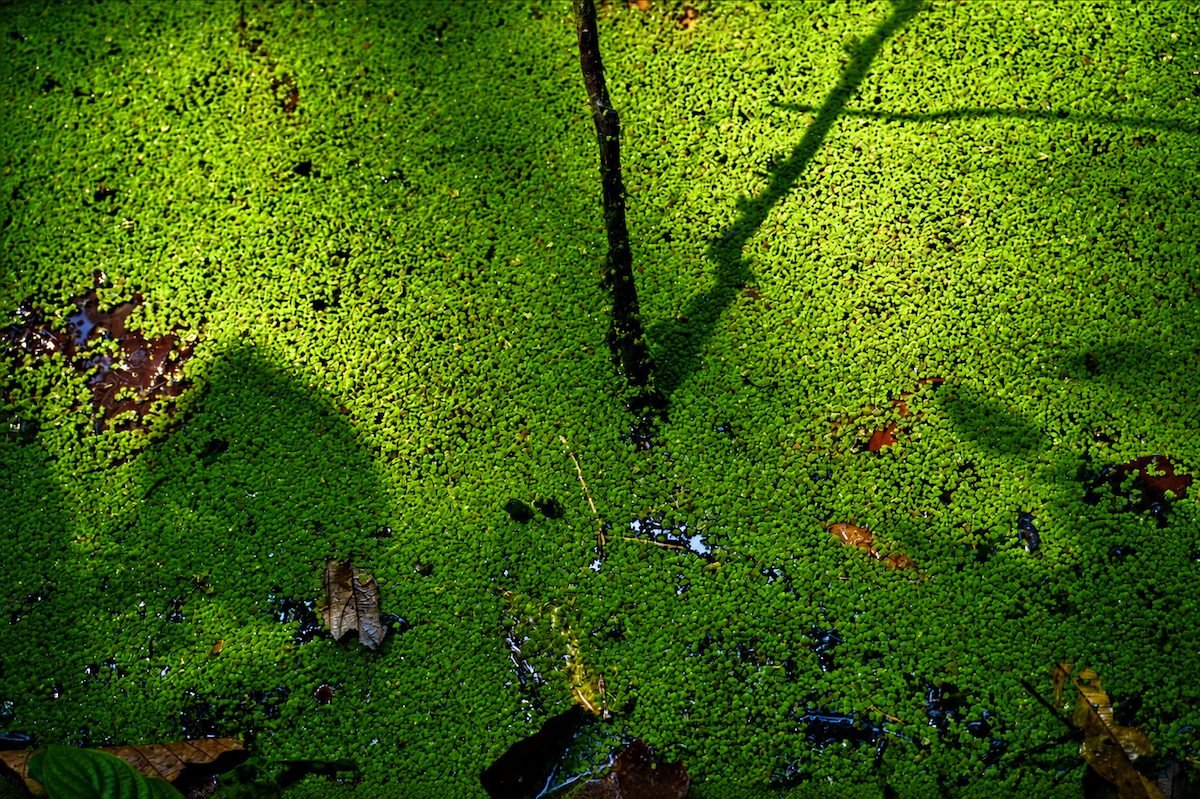 Superficie verde del humedal