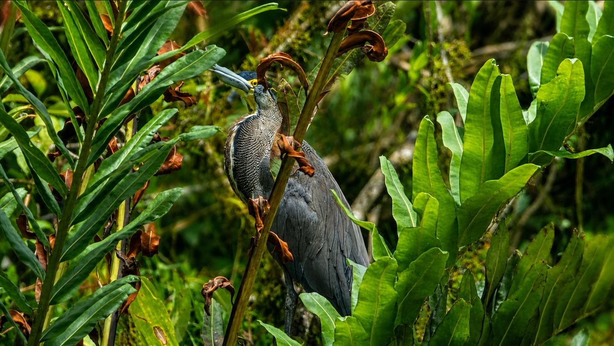 Garza en Laguna Verde