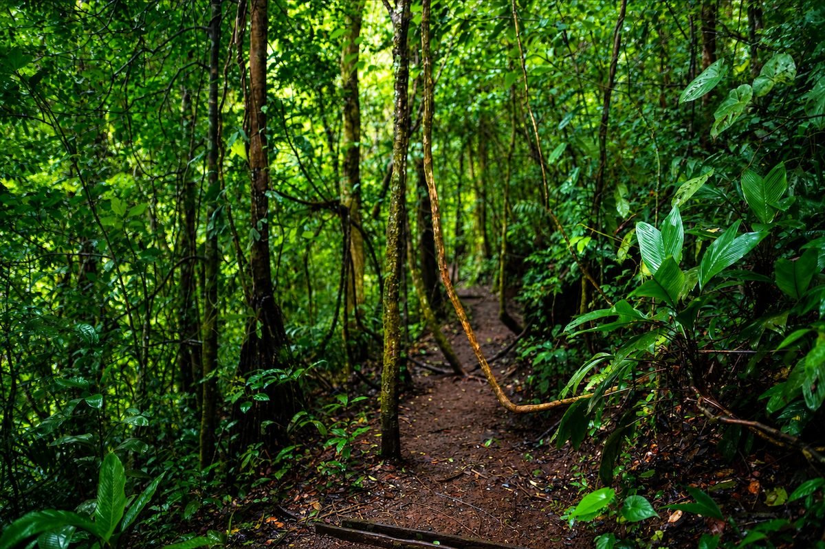 Sendero en la selva de Laguna Verde