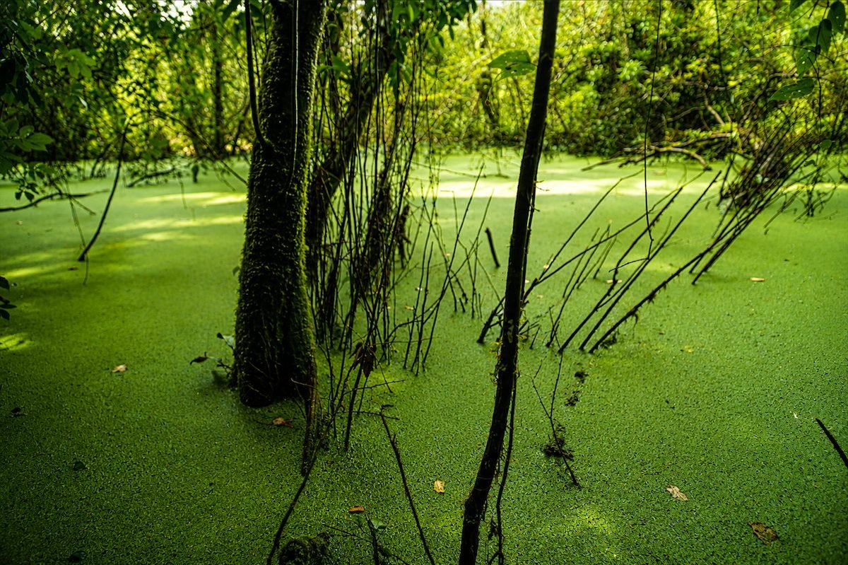 Laguna Verde cubierta de plantas acuáticas