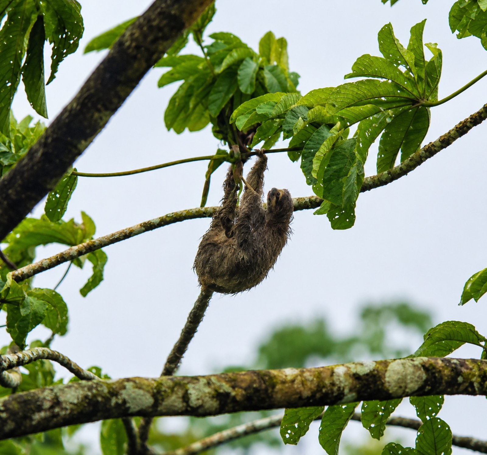 Fauna en Laguna Verde, Río Celeste