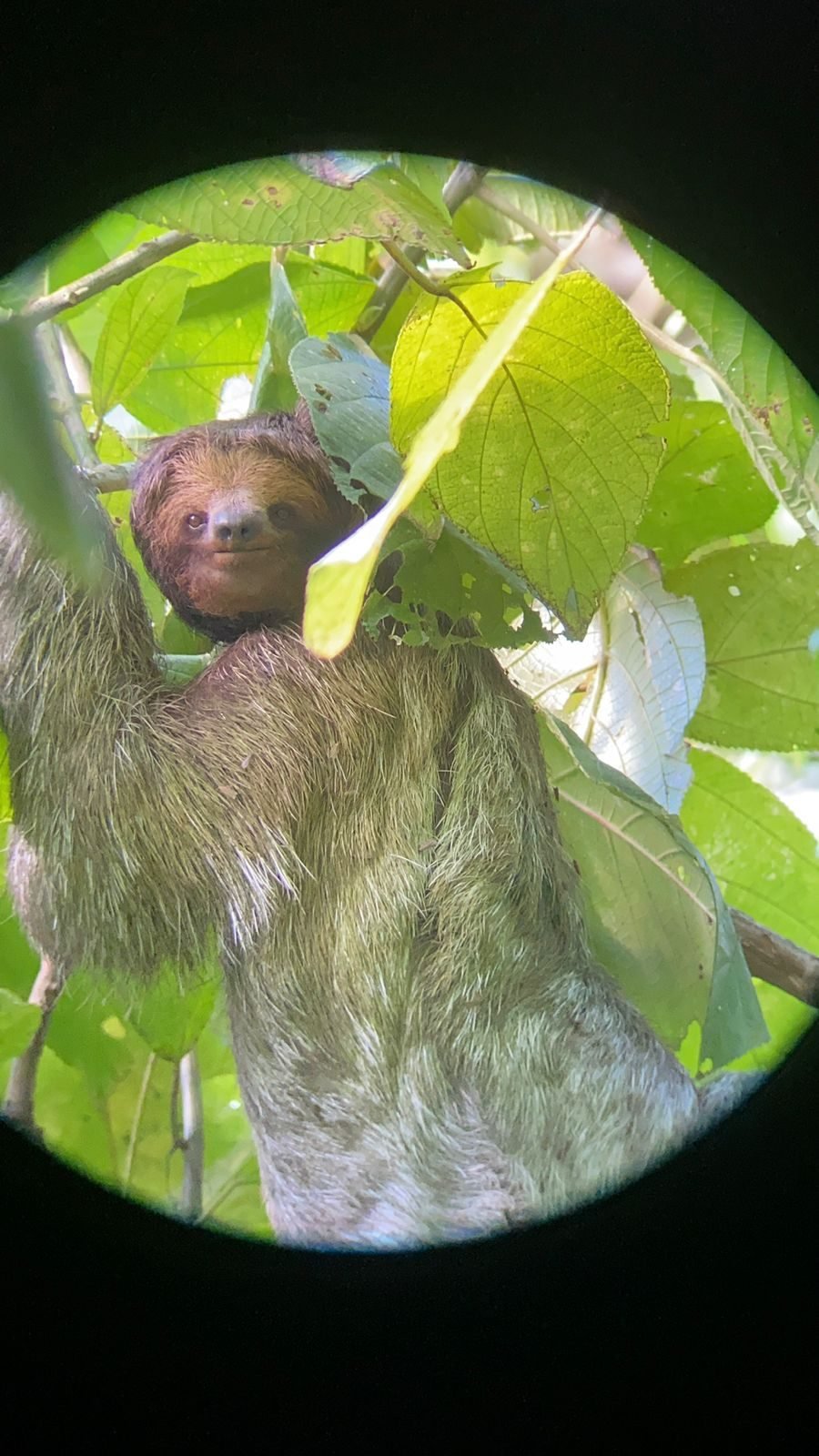 Fauna en Laguna Verde, Río Celeste
