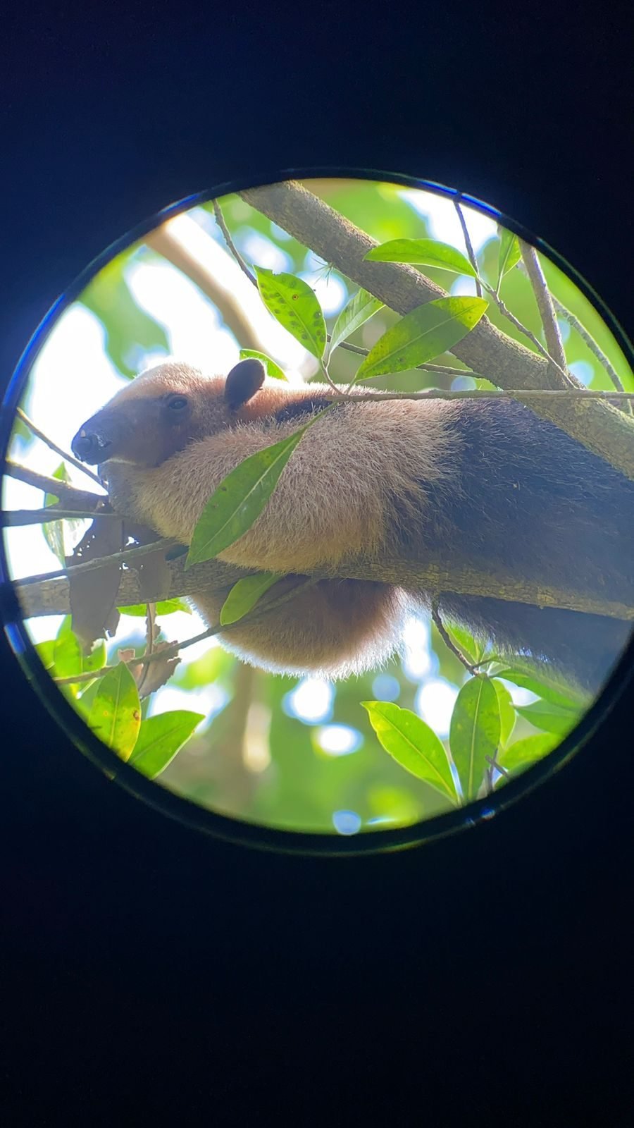 Tamandúa en Laguna Verde