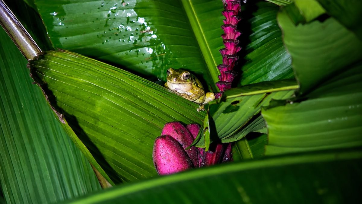 Rana junto a una flor tropical