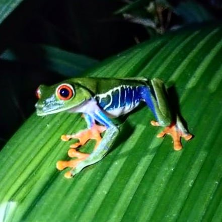 Anfibio en la selva nocturna