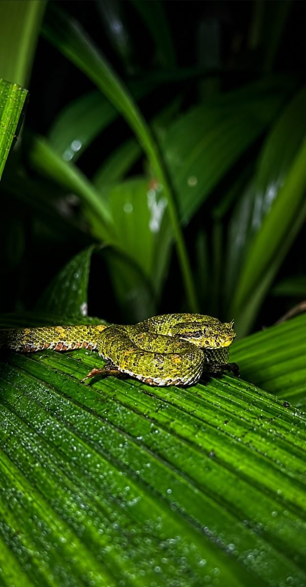 Serpiente en el tour nocturno