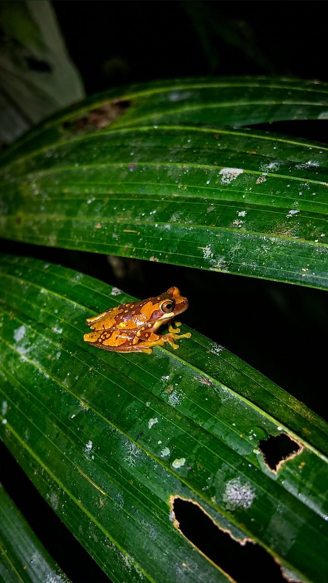 Rana naranja en la selva de noche