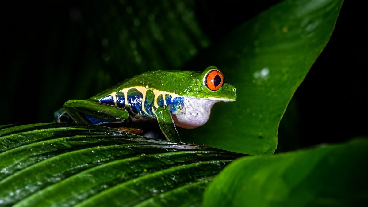 Rana de ojos rojos