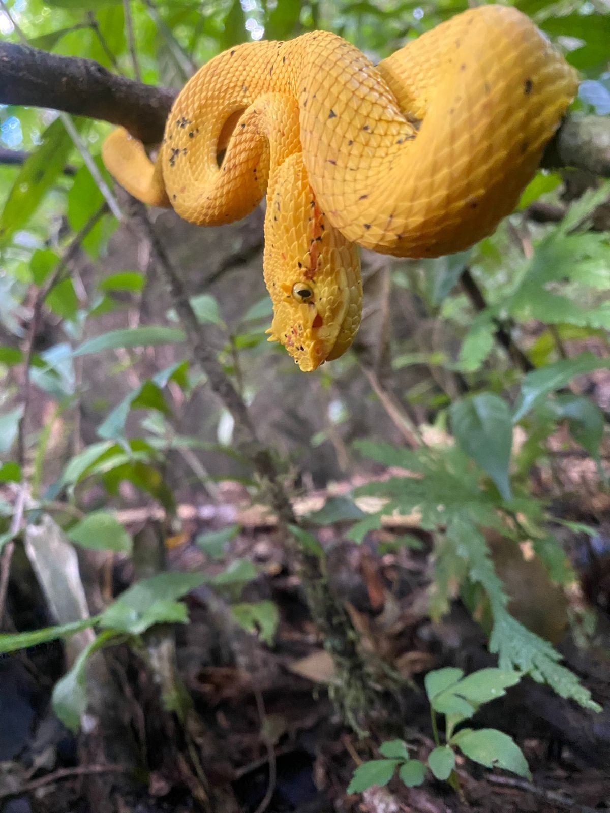Serpiente en tour nocturno