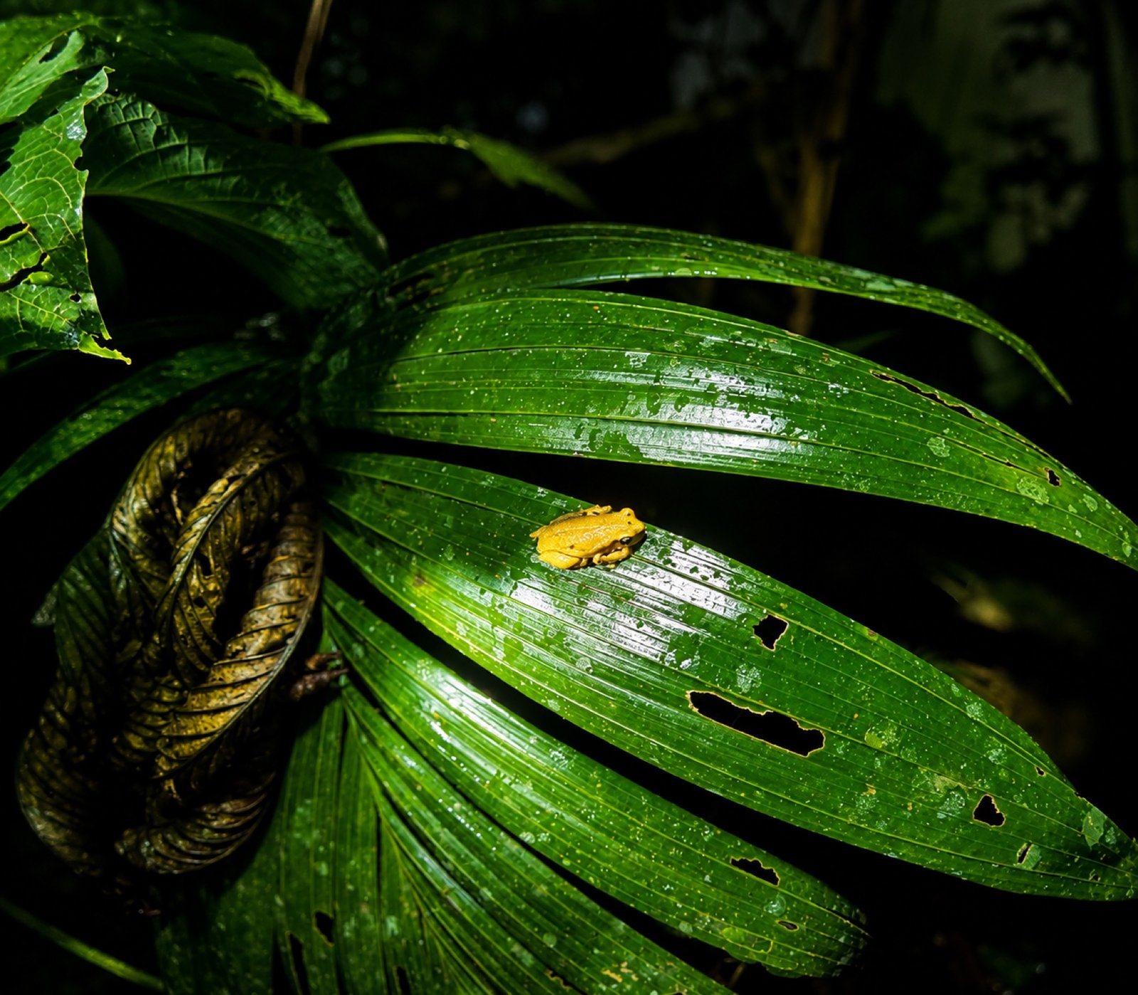 Rana amarilla en la selva de noche